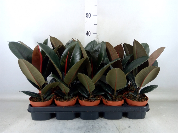 <h4>Ficus elastica 'Abidjan'</h4>