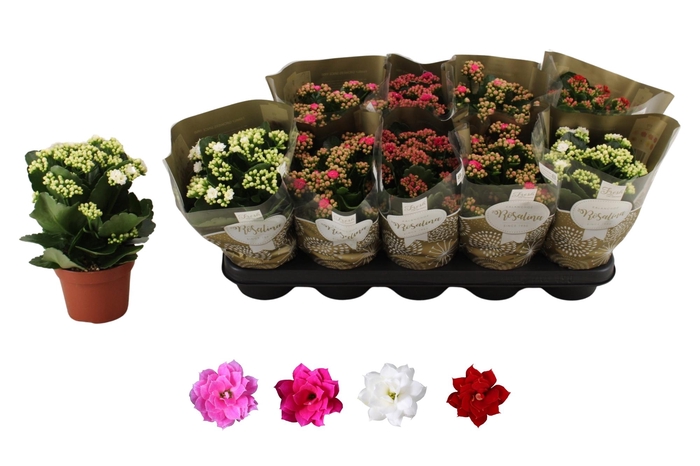 <h4>KAL GE RO GEM 4 KL</h4>