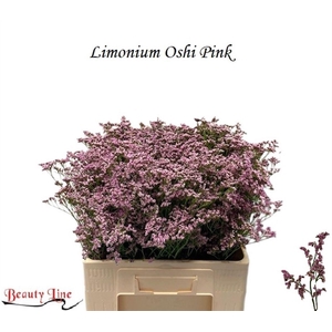 Lim Safora Oshi Pink