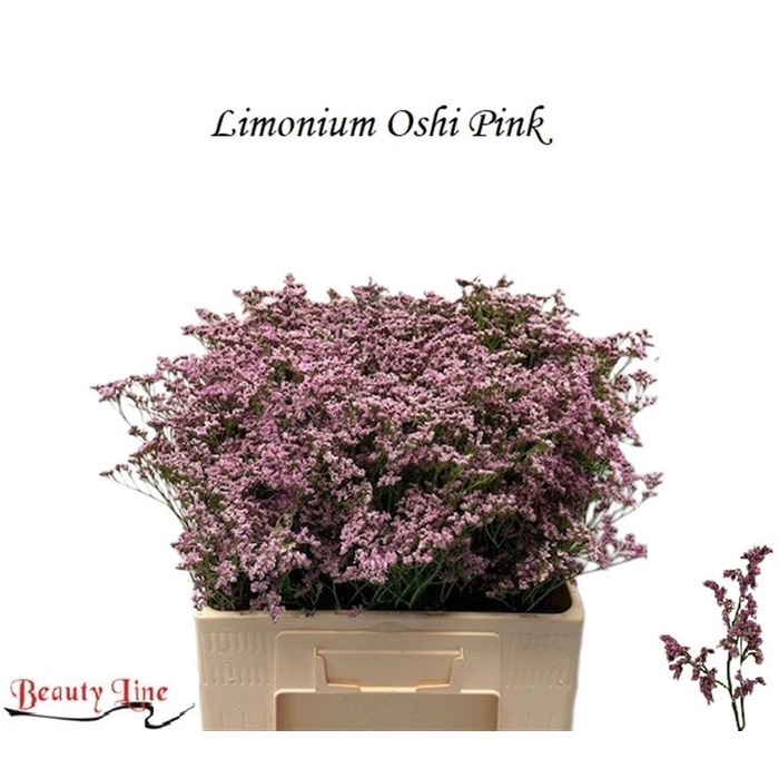 <h4>Lim Safora Oshi Pink</h4>