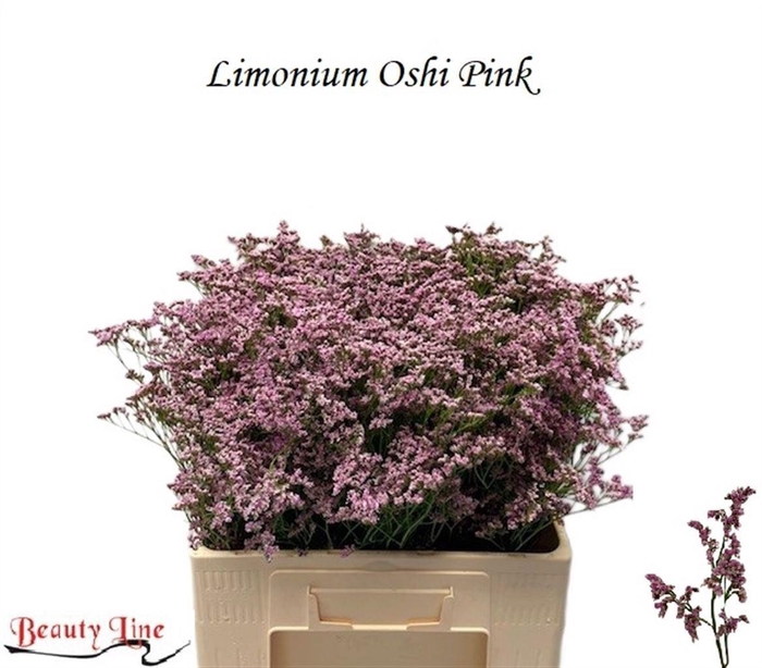 <h4>Lim Safora Oshi Pink</h4>