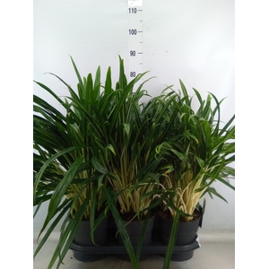 Aglaonema   ...