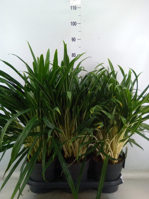 <h4>Aglaonema   ...</h4>