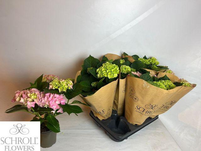 <h4>HYDR M MIX P13 4+</h4>