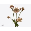 Astrantia major