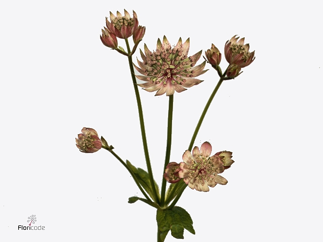 Astrantia Star of Love