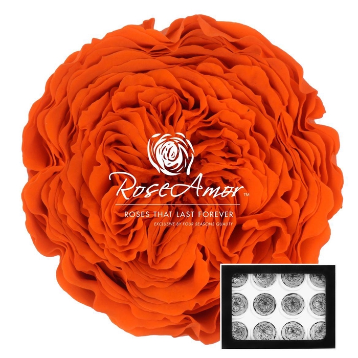 <h4>Amelia Ora02</h4>