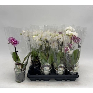 PHAL GEM