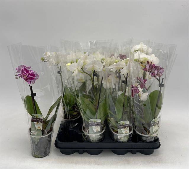 <h4>PHAL GEM</h4>