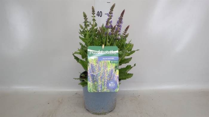 <h4>Salvia nemorosa</h4>