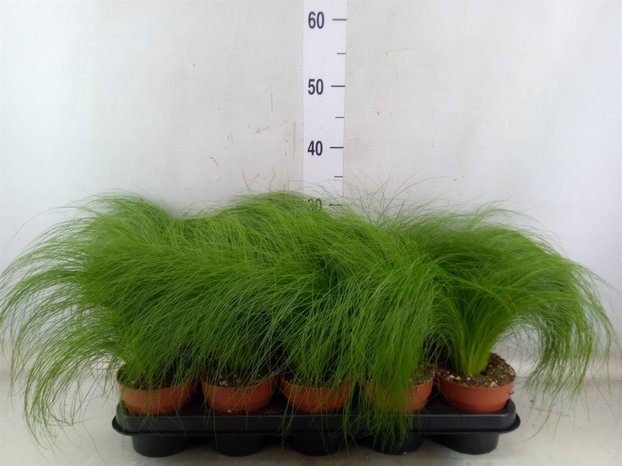 <h4>Stipa tenuifolia</h4>