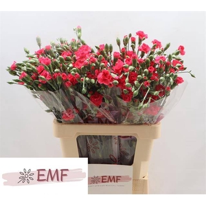 Di Tr Cerise Amelie