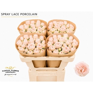 Rosa TR 'Porcelain Lace'
