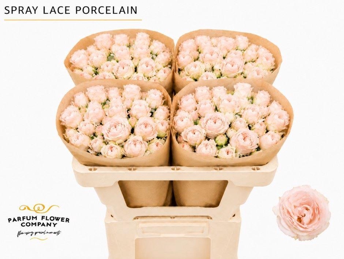 <h4>Rosa TR 'Porcelain Lace'</h4>