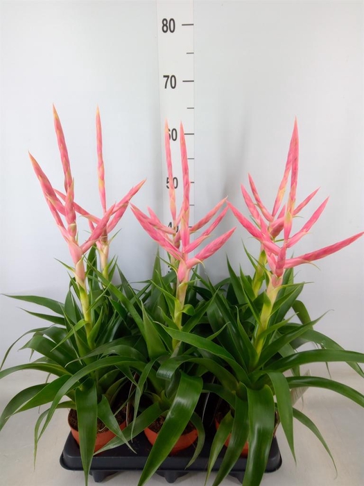 <h4>Tillandsia  'Dolce'</h4>