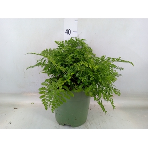 Asplenium  'Parvati'