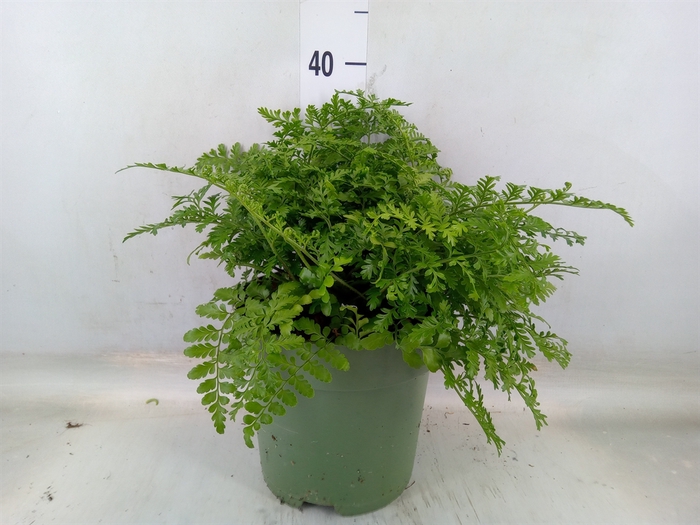 <h4>Asplenium  'Parvati'</h4>