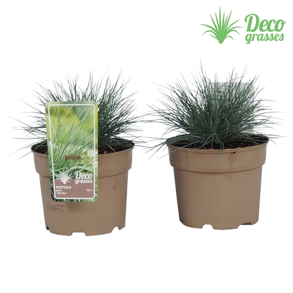 <h4>Festuca glauca 'Elijah Blue'</h4>