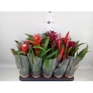 Bromelia   ...mix