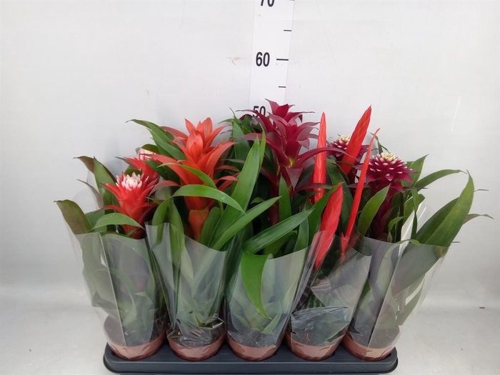 <h4>Bromelia   ...mix</h4>