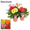 Gerbera 3+ bl. 12cm hoes Decorum