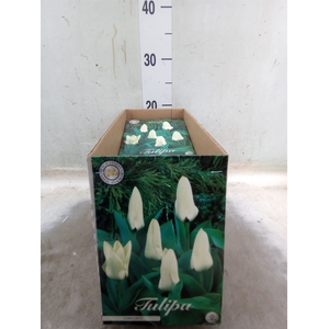 Tulipa   ...flowerbulbs