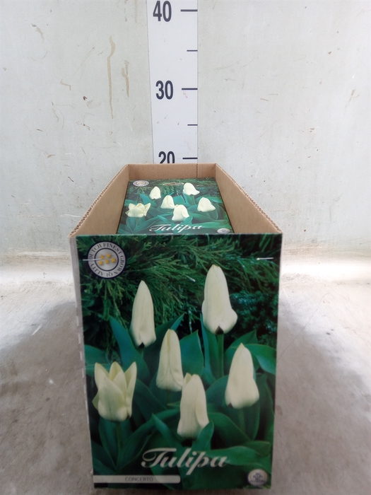 <h4>Tulipa   ...flowerbulbs</h4>