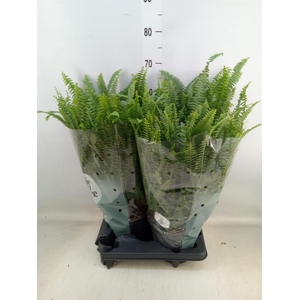 Nephrolepis exal. 'Green Lady'