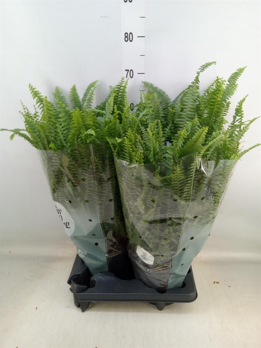 <h4>Nephrolepis exal. 'Green Lady'</h4>