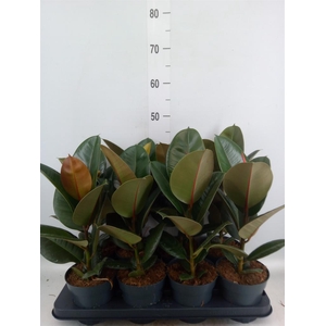 Ficus elastica 'Robusta'
