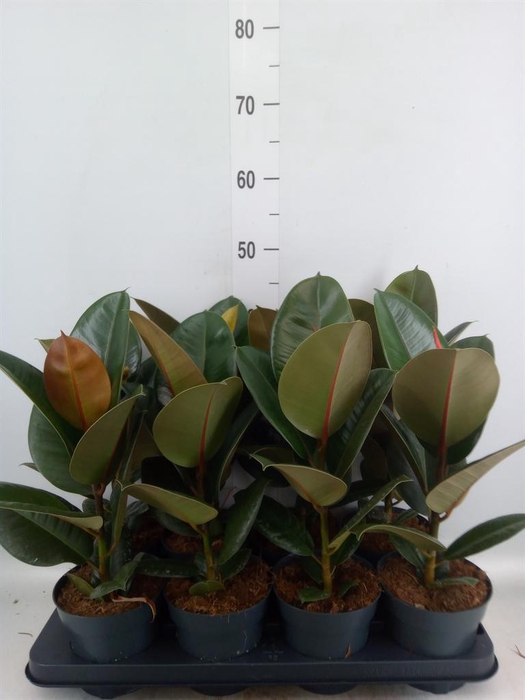 <h4>Ficus elastica 'Robusta'</h4>