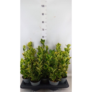 Euonymus japon. 'Aureus'