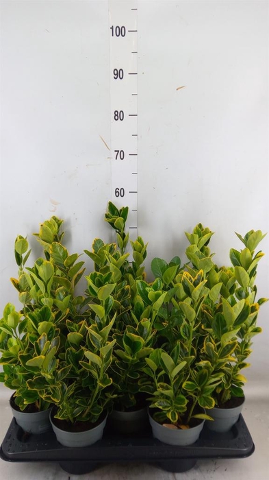 <h4>Euonymus japon. 'Aureus'</h4>