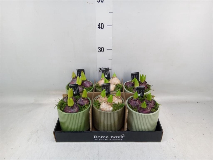 <h4>Arr. Hyacinthus L%</h4>