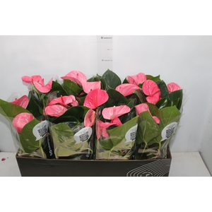 ANTHURIUM P15 ROSA