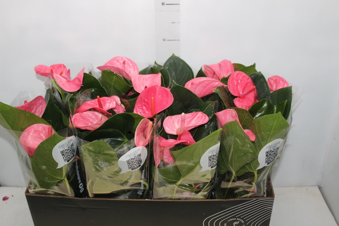 <h4>ANTHURIUM P15 ROSA</h4>