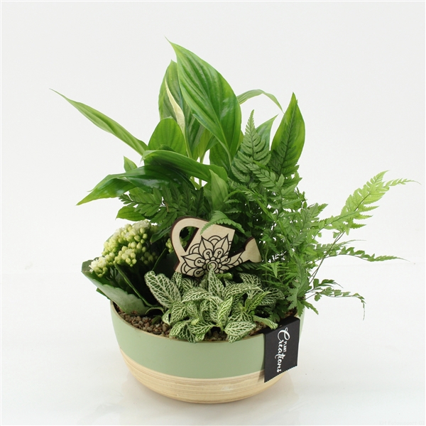 <h4>ESCR-2537W Essentials</h4>