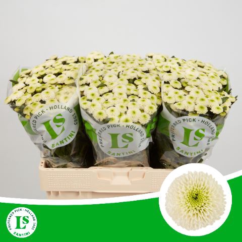 <h4>Chrysanthemum SA 'Sira'</h4>