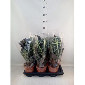 Alocasia amazonica 'Polly'