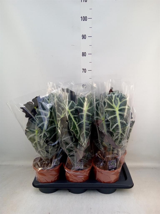 <h4>Alocasia amazonica 'Polly'</h4>