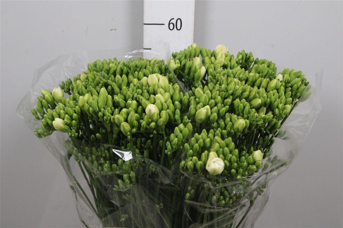 <h4>Fr Du Versailles</h4>