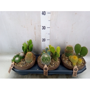 Arr.  Cactus L%