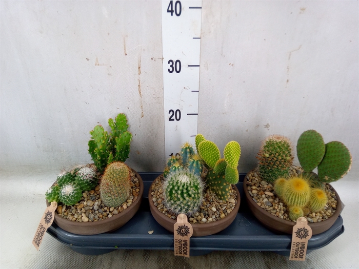 <h4>Arr.  Cactus L%</h4>