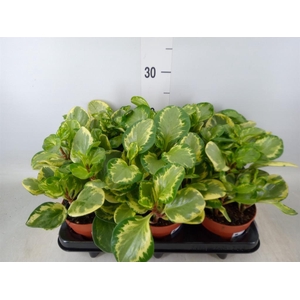 Peperomia