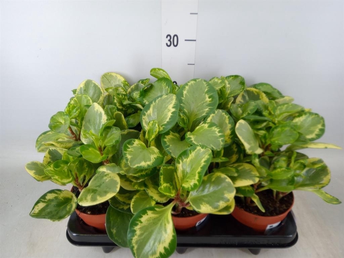 <h4>Peperomia</h4>