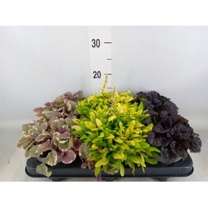 Ajuga  'Feath Friends'   ...mix