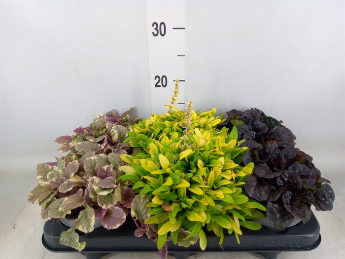 <h4>Ajuga  'Feath Friends'   ...mix</h4>