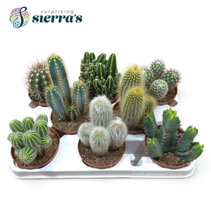 CACTUS GEM