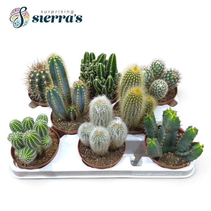 <h4>CACTUS GEM</h4>