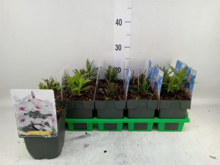 <h4>Phlox panic.</h4>